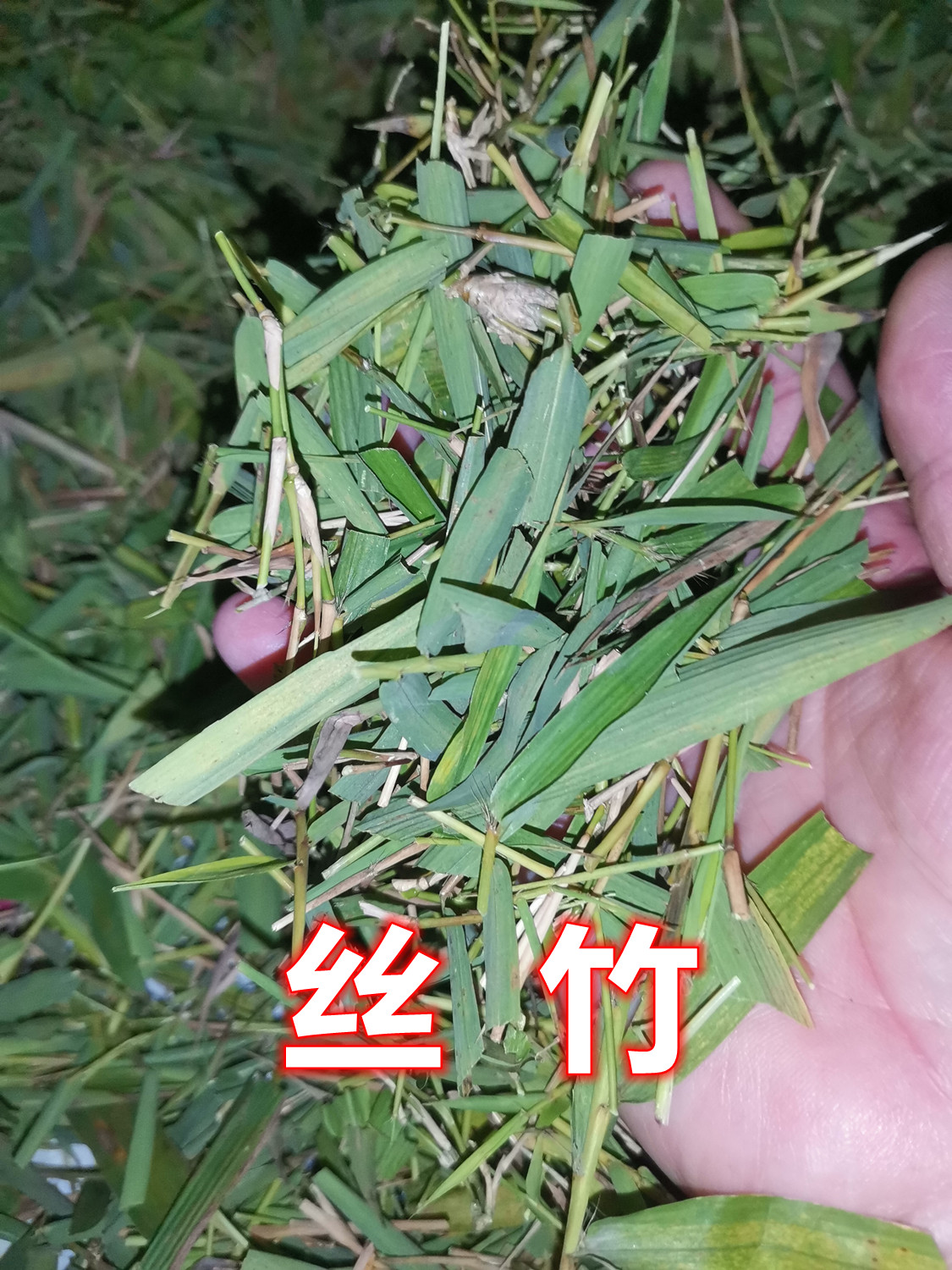 611.jpg