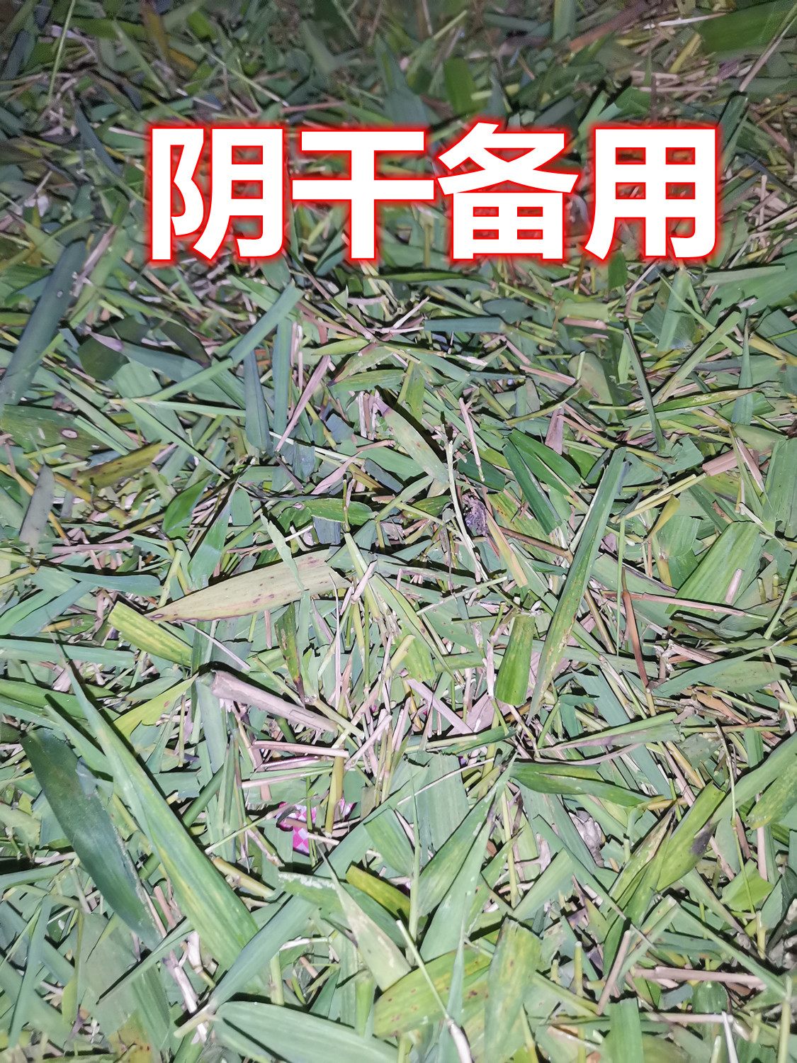 644.jpg