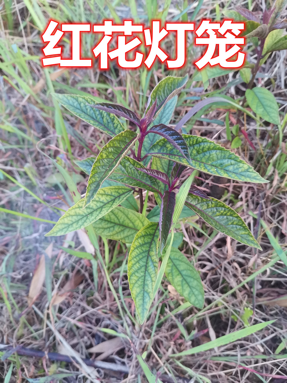 1112.jpg