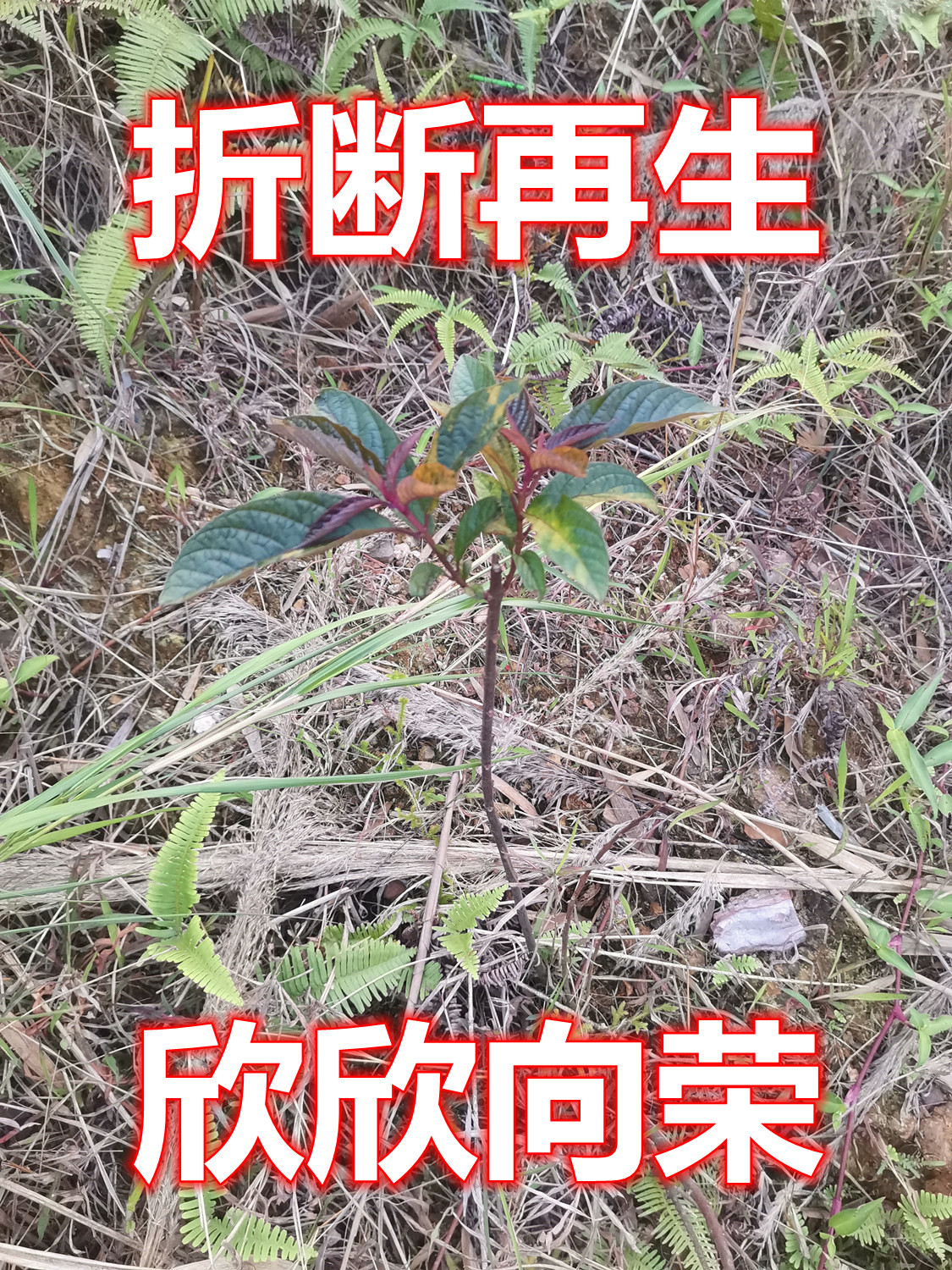 1115.jpg