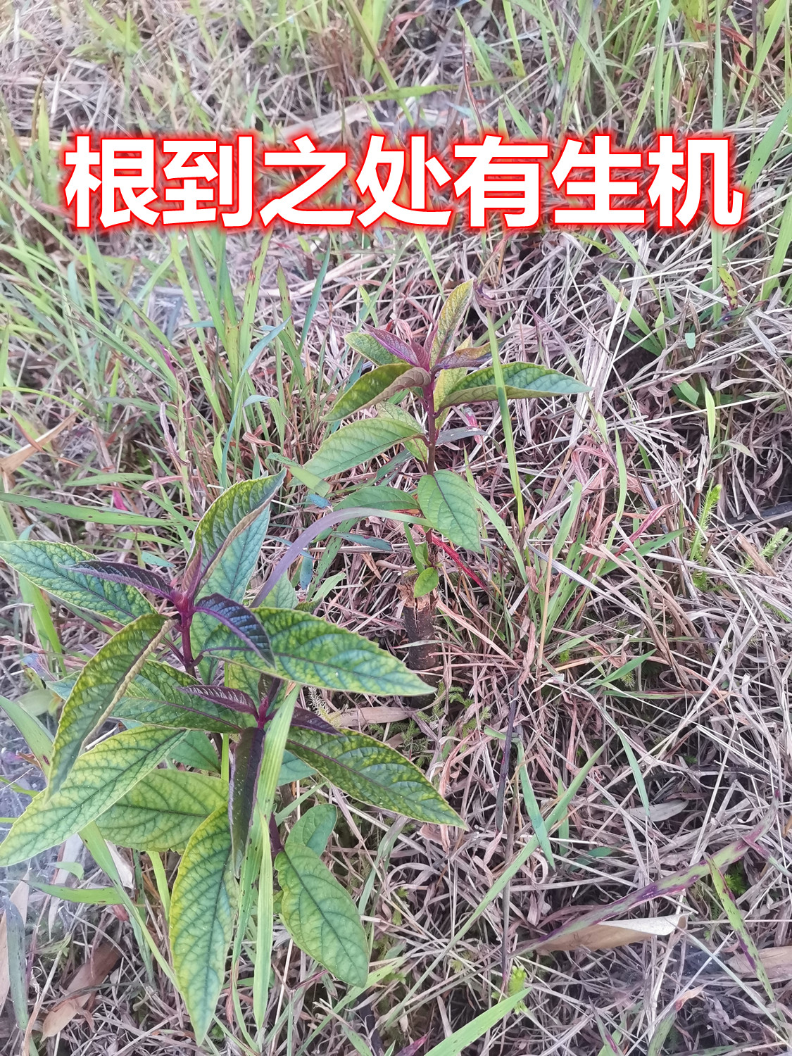 1118.jpg