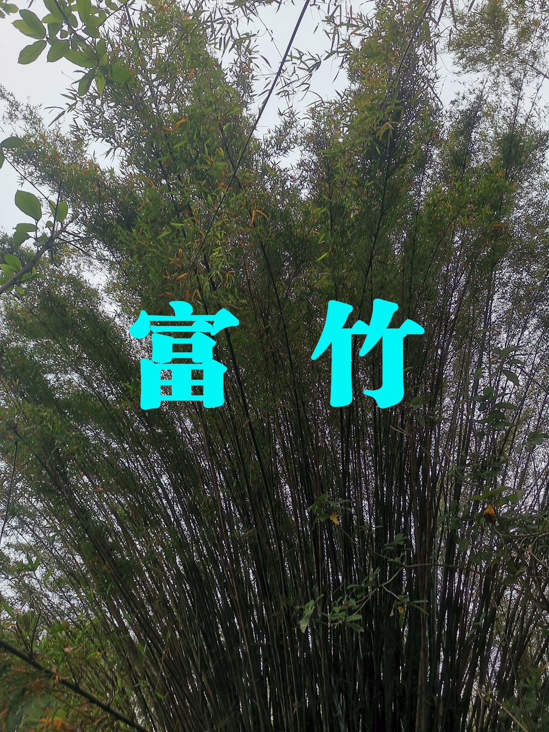 00010.jpg