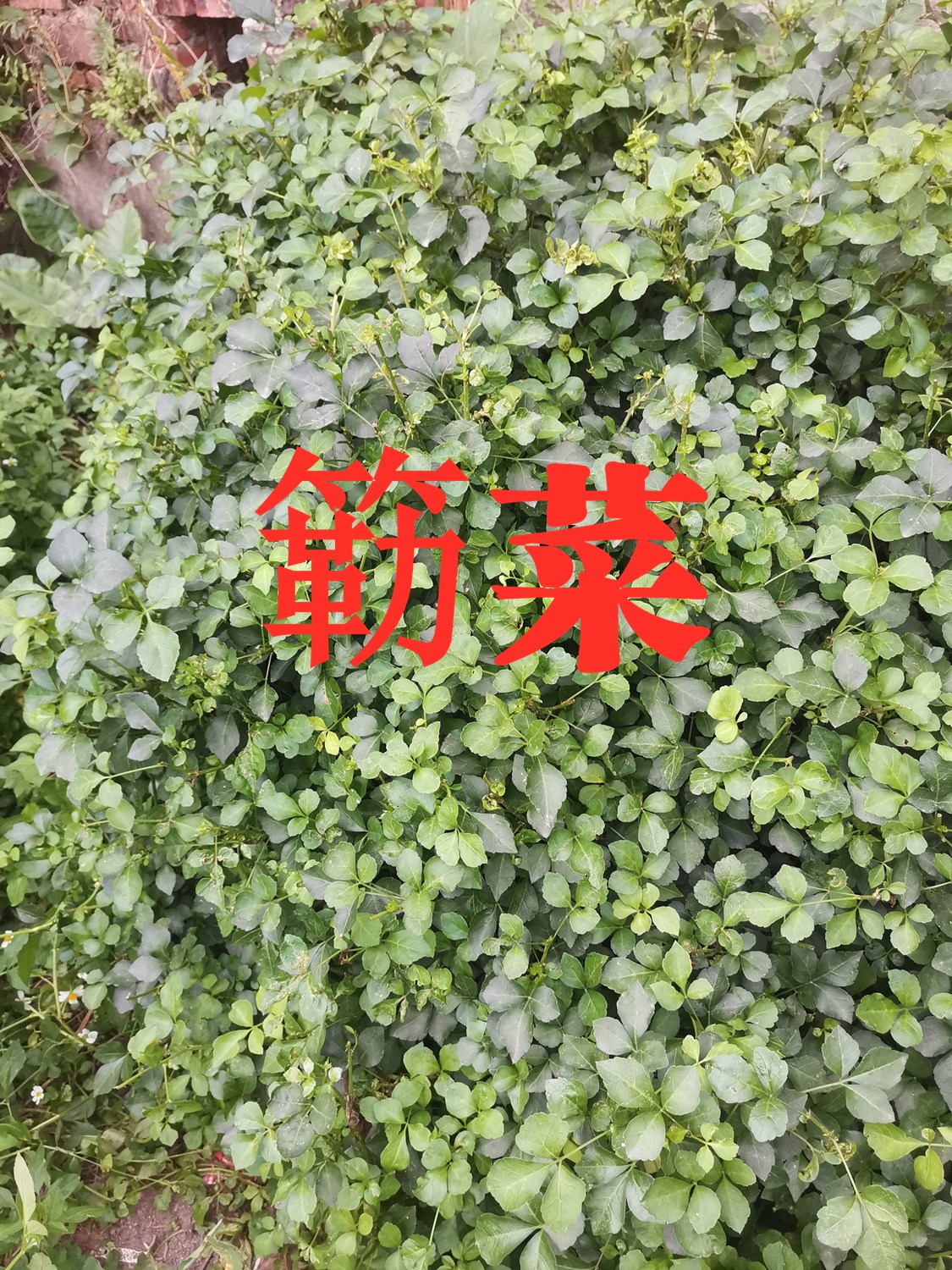 00013.jpg
