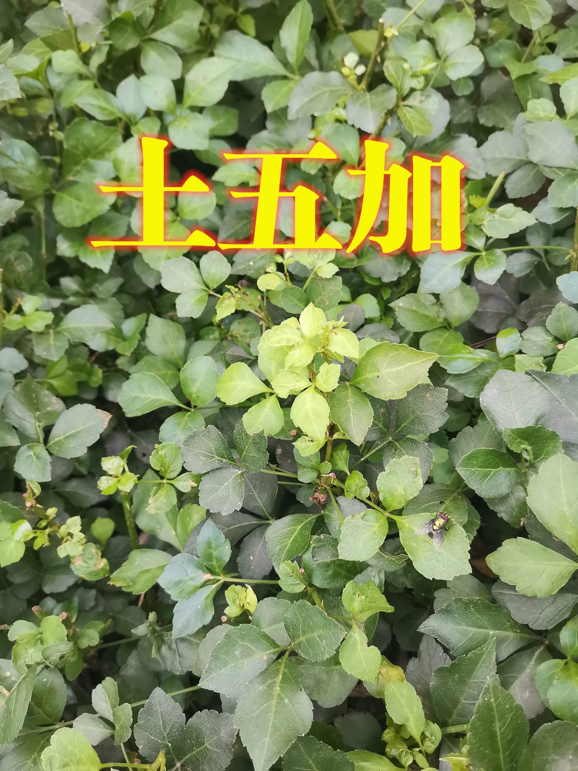 00019.jpg