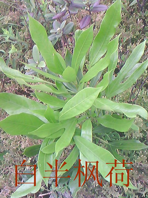 010.jpg