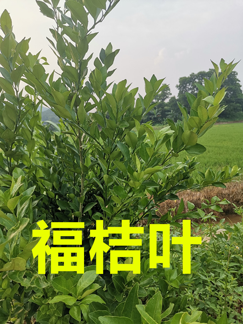 11.。。.jpg